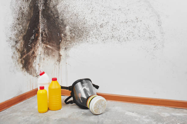 Best Fast Mold Removal  in Hamilton, MT
