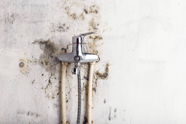 Best Certified Mold Removal  in Hamilton, MT