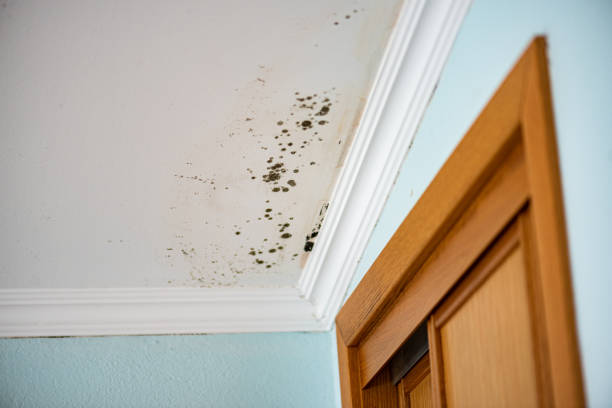 Best Affordable Mold Removal  in Hamilton, MT