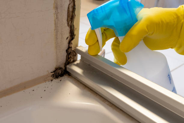 Mold Removal Process in Hamilton, MT