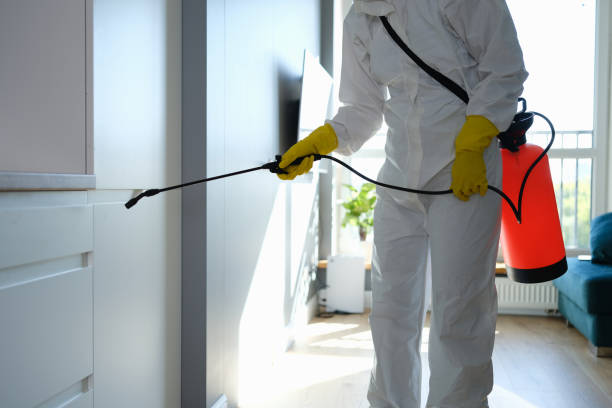 Best Emergency Mold Removal  in Hamilton, MT