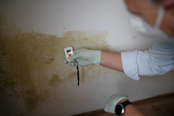 Best Crawl Space Mold Removal  in Hamilton, MT