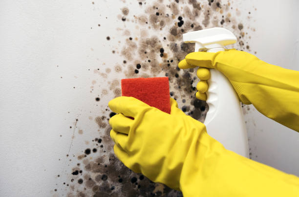 Best Attic Mold Removal  in Hamilton, MT