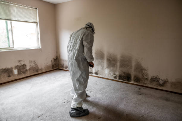 Best Commercial Mold Removal  in Hamilton, MT