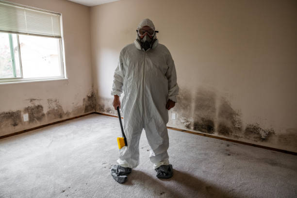 Best Office Mold Removal Services  in Hamilton, MT