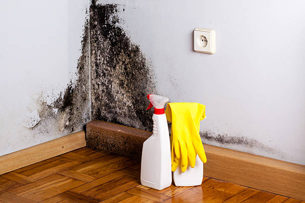 Professional Mold Removal in Hamilton, MT