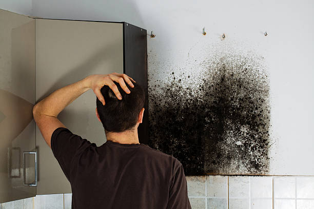 Best Mold Testing  in Hamilton, MT