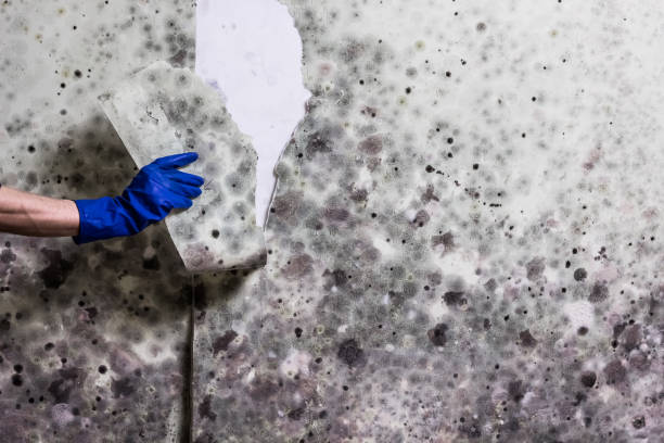 Best Toxic Mold Removal  in Hamilton, MT