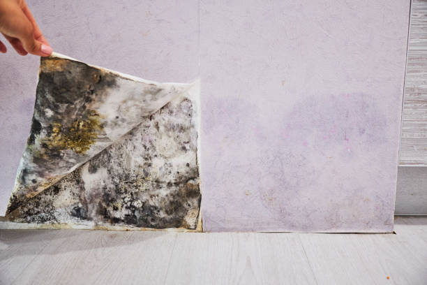 Best Black Mold Removal  in Hamilton, MT